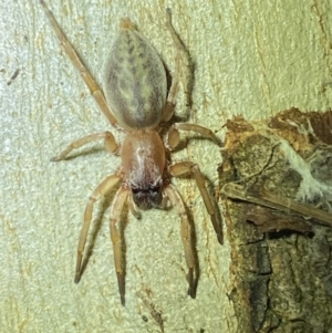 Clubiona sp. (genus) at Jerrabomberra, NSW - 2 Oct 2021