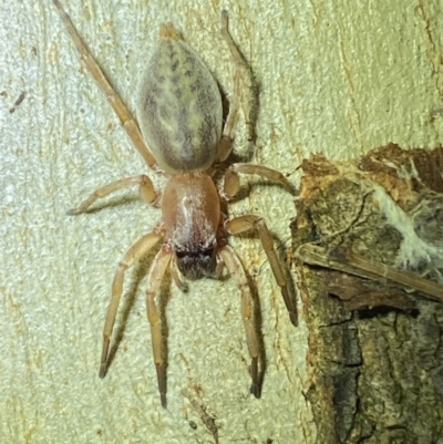 Clubiona sp. (genus) (Unidentified Stout Sac Spider) at Jerrabomberra, NSW - 2 Oct 2021 by Steve_Bok