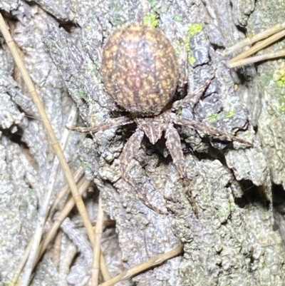 Unidentified Other hunting spider at Jerrabomberra, NSW - 2 Oct 2021 by SteveBorkowskis