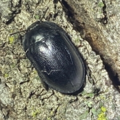 Pterohelaeus striatopunctatus (Darkling beetle) at QPRC LGA - 2 Oct 2021 by Steve_Bok