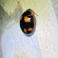 Paropsisterna beata (Blessed Leaf Beetle) at QPRC LGA - 2 Oct 2021 by Steve_Bok