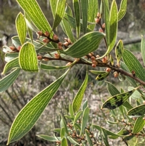 Hakea dactyloides at Currawang, NSW - 30 Sep 2021