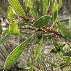 Hakea dactyloides (Finger Hakea) at Currawang, NSW - 30 Sep 2021 by camcols