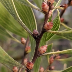 Hakea dactyloides at Currawang, NSW - 30 Sep 2021