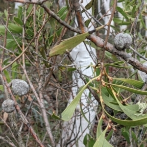 Hakea dactyloides at Currawang, NSW - 30 Sep 2021