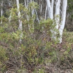 Hakea dactyloides at Currawang, NSW - 30 Sep 2021