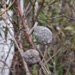 Hakea dactyloides at Currawang, NSW - 30 Sep 2021