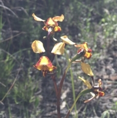 Diuris pardina (Leopard Doubletail) at Mount Majura - 28 Sep 2021 by rosiecooney