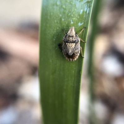 Alcaeus varicornis (Acacia shield bug) at Belconnen, ACT - 3 Oct 2021 by Dora