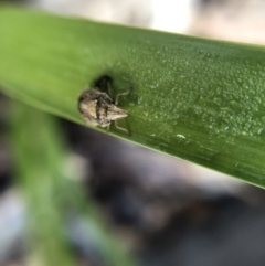 Alcaeus varicornis at Belconnen, ACT - 3 Oct 2021