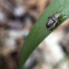 Alcaeus varicornis at Belconnen, ACT - 3 Oct 2021