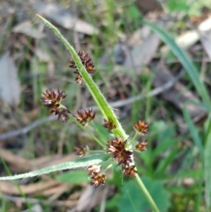 Luzula densiflora at Hawker, ACT - 25 Sep 2021