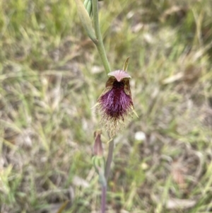 Calochilus platychilus at Balmoral, NSW - suppressed