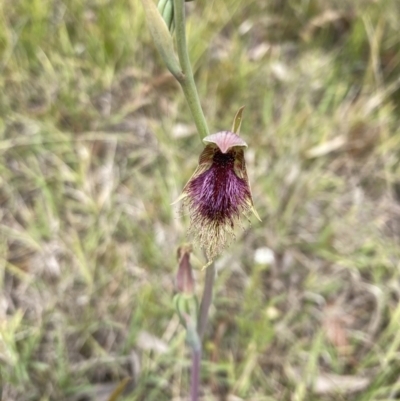 Calochilus platychilus (Purple Beard Orchid) at Balmoral, NSW - 1 Oct 2021 by KarenG