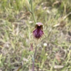 Calochilus platychilus at Balmoral, NSW - suppressed