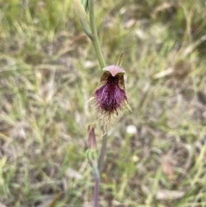 Calochilus platychilus at Balmoral, NSW - suppressed