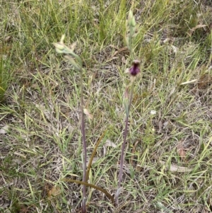 Calochilus platychilus at Balmoral, NSW - suppressed