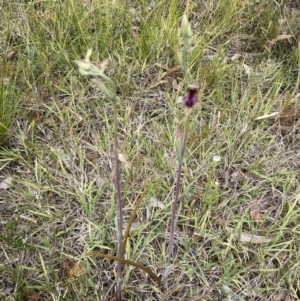 Calochilus platychilus at Balmoral, NSW - 1 Oct 2021
