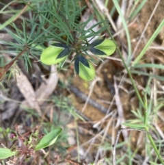 Gompholobium glabratum (Dainty Wedge Pea) at Balmoral, NSW - 1 Oct 2021 by KarenG