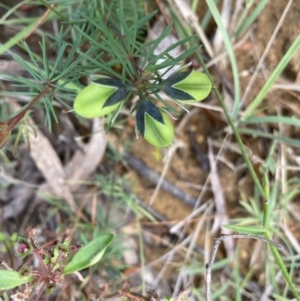 Gompholobium glabratum at Balmoral, NSW - 1 Oct 2021