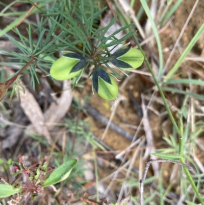 Gompholobium glabratum (Dainty Wedge Pea) at Balmoral, NSW - 1 Oct 2021 by KarenG