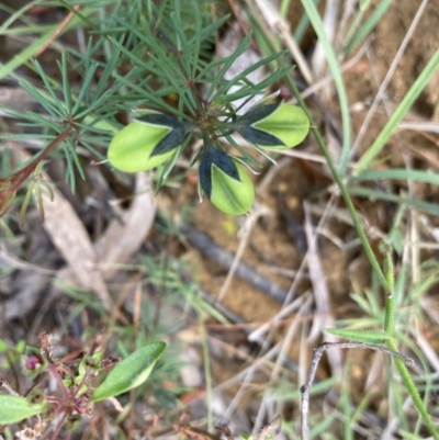 Gompholobium glabratum (Dainty Wedge Pea) at Balmoral - 1 Oct 2021 by KarenG