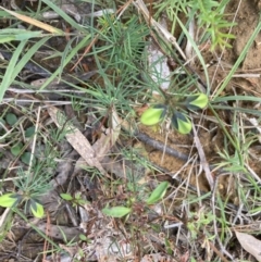 Gompholobium glabratum at Balmoral, NSW - 1 Oct 2021