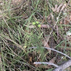 Gompholobium glabratum at Balmoral, NSW - 1 Oct 2021