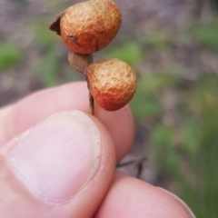Eucalyptus insect gall at Paddys River, ACT - 2 Oct 2021 by jeremyahagan