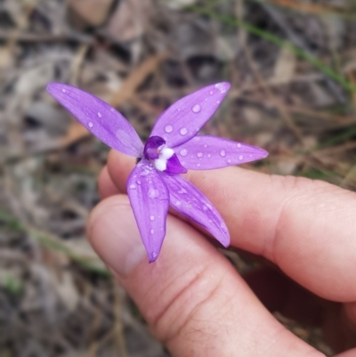 Glossodia major (Wax Lip Orchid) at Bullen Range - 2 Oct 2021 by jeremyahagan