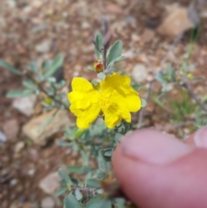 Hibbertia obtusifolia at Paddys River, ACT - 2 Oct 2021 10:06 AM