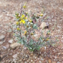 Hibbertia obtusifolia at Paddys River, ACT - 2 Oct 2021