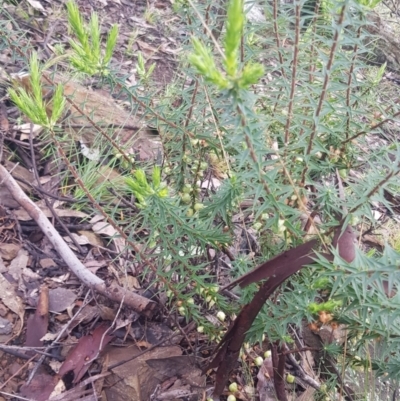 Melichrus urceolatus (Urn Heath) at Jeir, NSW - 1 Oct 2021 by jeremyahagan