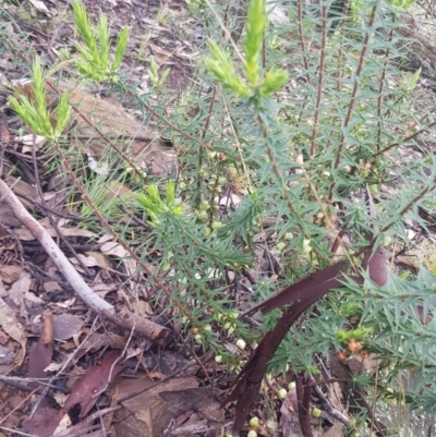 Melichrus urceolatus (Urn Heath) at Jeir, NSW - 2 Oct 2021 by jeremyahagan