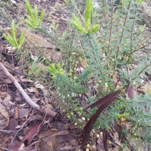 Melichrus urceolatus at Jeir, NSW - 2 Oct 2021