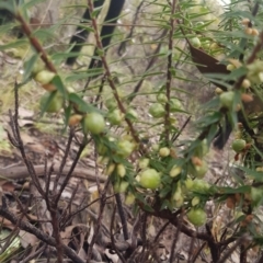 Melichrus urceolatus at Jeir, NSW - 2 Oct 2021