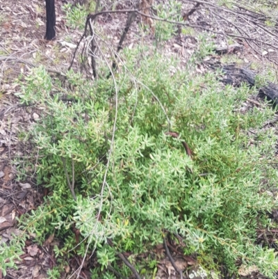 Persoonia rigida (Hairy Geebung) at Paddys River, ACT - 2 Oct 2021 by jeremyahagan