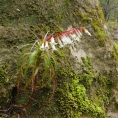 Dracophyllum secundum at Colo Vale - 1 Oct 2021 by Curiosity