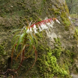 Dracophyllum secundum at Colo Vale, NSW - 1 Oct 2021