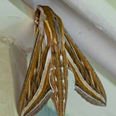 Hippotion celerio (Vine Hawk Moth) at Wanniassa, ACT - 30 Sep 2021 by sciencegal