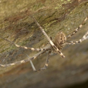 Megadolomedes australianus at Colo Vale, NSW - 1 Oct 2021