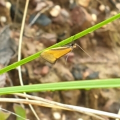 Philobota undescribed species near arabella (A concealer moth) at Black Mountain - 2 Oct 2021 by LD12