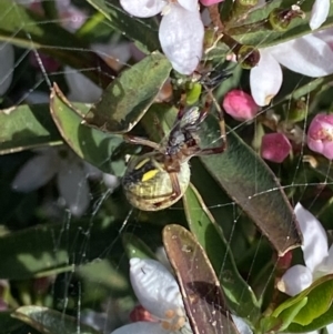 Araneus hamiltoni at Nanima, NSW - 3 Oct 2021