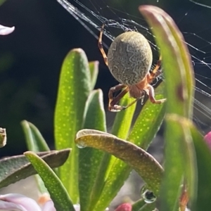 Araneus hamiltoni at Nanima, NSW - 3 Oct 2021