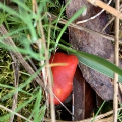 Hygrocybe sp. ‘red’ (A Waxcap) at Nanima, NSW - 3 Oct 2021 by 81mv