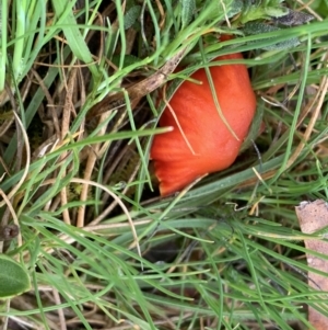 Hygrocybe sp. ‘red’ at Nanima, NSW - 3 Oct 2021