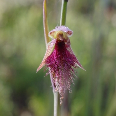 Calochilus platychilus (Purple Beard Orchid) at Bruce, ACT - 2 Oct 2021 by mlech