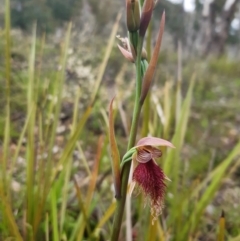 Calochilus platychilus at Bruce, ACT - suppressed