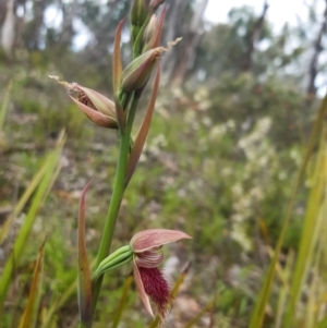 Calochilus platychilus at Bruce, ACT - suppressed