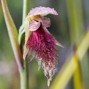 Calochilus platychilus at Bruce, ACT - suppressed